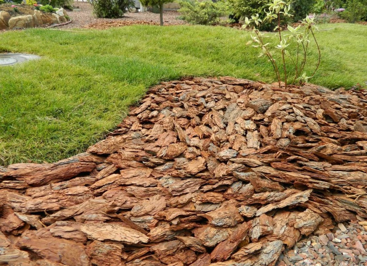 Кора сибирской лиственницы крупная 5-10 см - вид 2