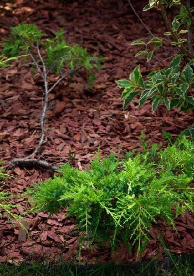 Кора сибирской лиственницы мелкая 1-3 см - вид 2