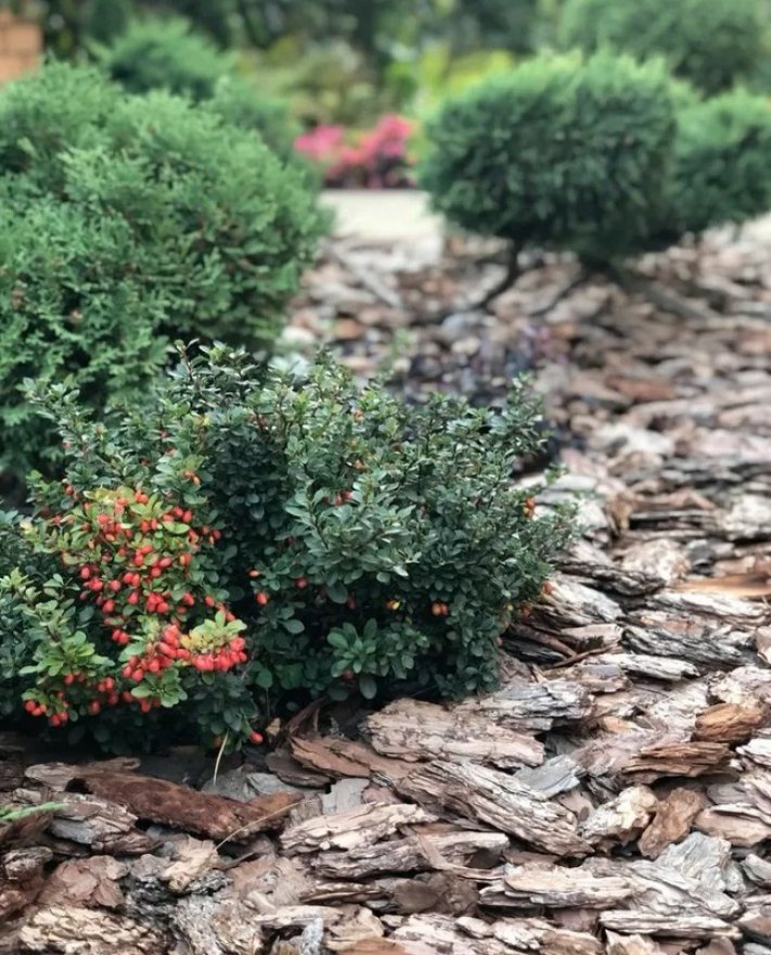 Кора сосны средняя 2-5 см - вид 2