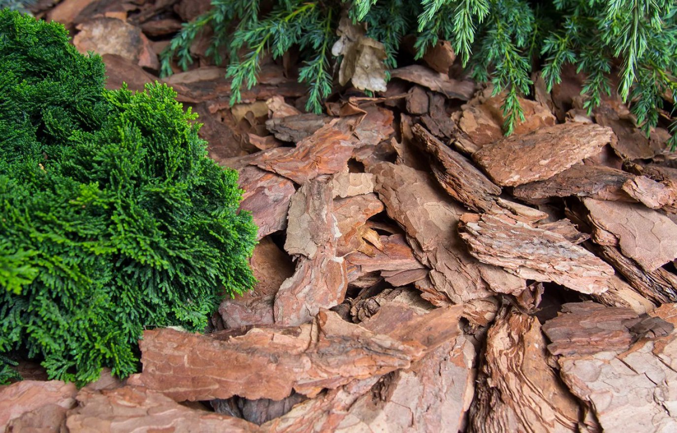 Кора сосны крупная 5-10 см - вид 2